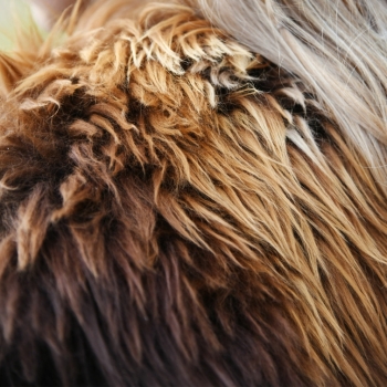 Preview: Schulterfell aus Nordlandschnucken-Fell - Rostbraun - S/M
