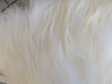 Preview: Schulterfell aus Nordlandschnucken-Fell, - weiß - S/M