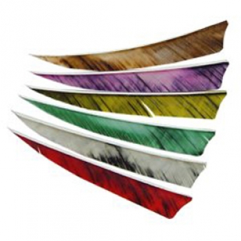 Preview: Naturfedern ECC  -  Shield - 5 Zoll - ab 20 Stück