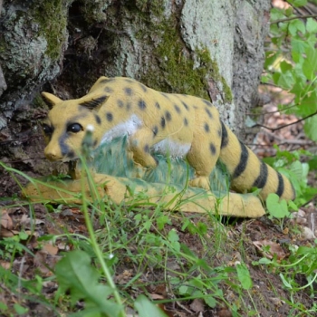 IBB laufende Ginsterkatze