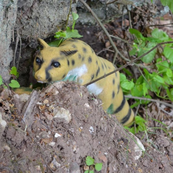 IBB laufende Ginsterkatze