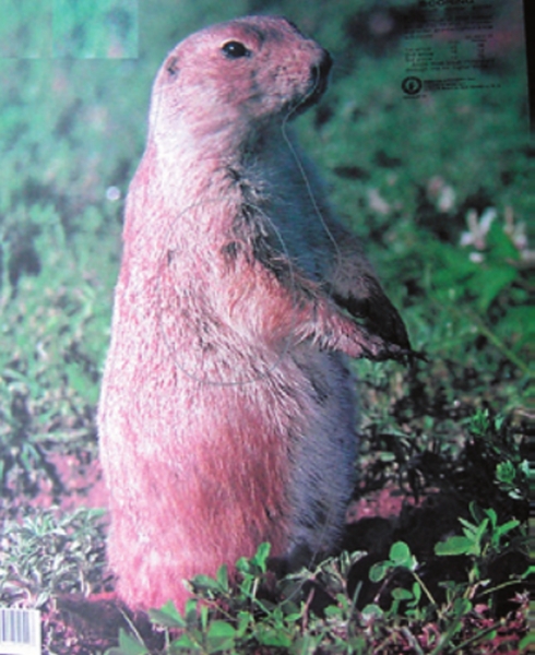 Tierscheibenauflage Erdhörnchen - ab 2 Stück