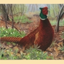 Scheibenauflage DR Fasan - ab 10 Stück