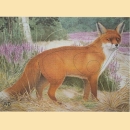 Scheibenauflage DR Fuchs - ab 10 Stück