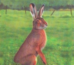 Tierscheibenauflage Hase - ab 10 Stück
