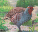 Tierscheibenauflage Rebhuhn  - ab 10 Stück